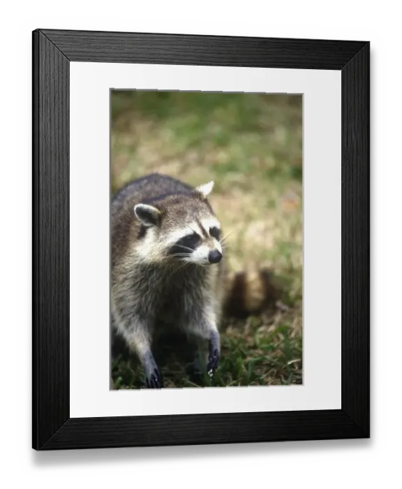 Framed Print : RACCOON. USA, Florida, Key West, Racoon