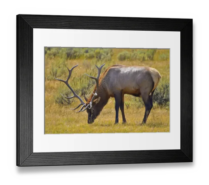 Framed Print : USA, Wyoming, Yellowstone National Park. Male elk in mating season. Credit as: Fred