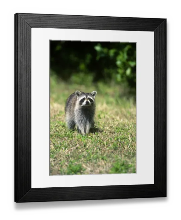 Framed Print : RACCOON. USA, Florida, Key West, Racoon Framed Print : RACCOON. USA, Florida, Key West, Racoon