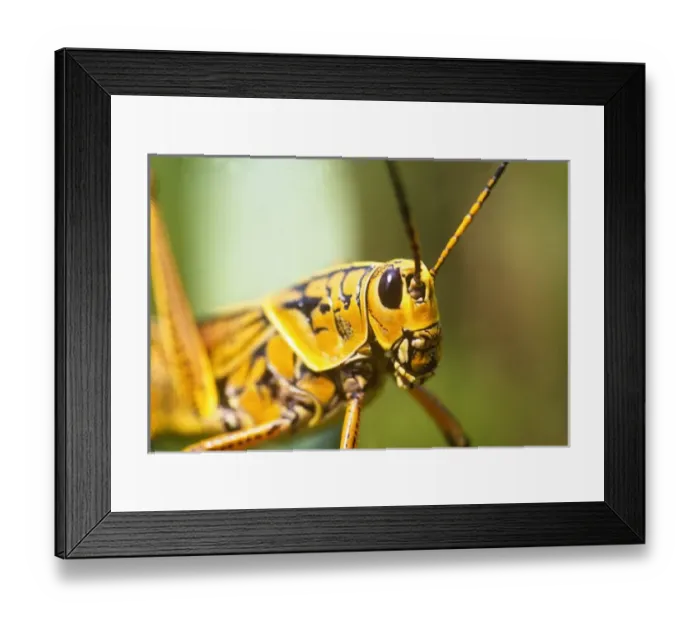 Framed Print : Florida Everglades Grasshopper Framed Print : Florida Everglades Grasshopper
