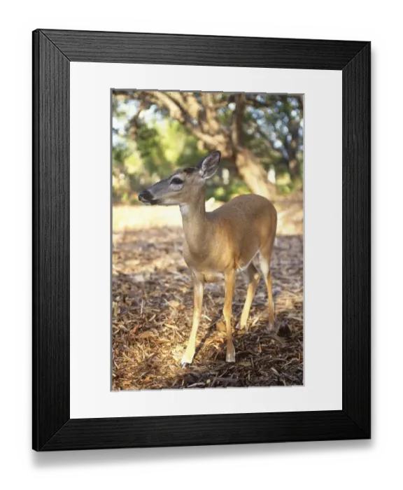 Framed Print : Florida Key Deer found on Big Pine Key Framed Print : Florida Key Deer found on Big Pine Key
