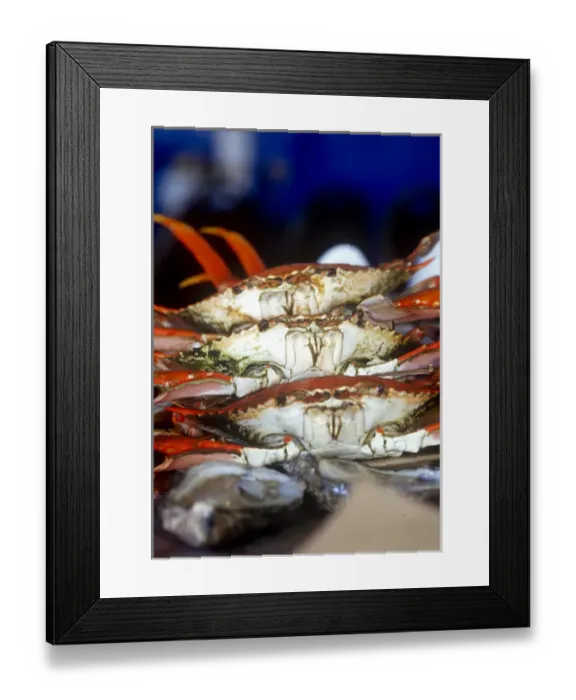 Framed Print : Crab, Key West, Florida, USA Framed Print : Crab, Key West, Florida, USA