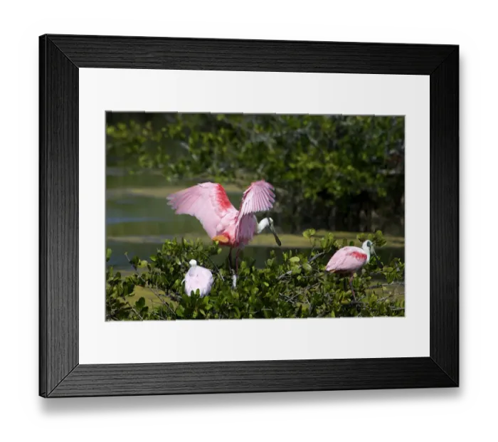 Framed Print : USA, Florida, Brevard, Merritt Island National Wildlife Refuge, Black Point Wildlife drive Framed Print : USA, Florida, Brevard, Merritt Island National Wildlife Refuge, Black Point Wildlife drive