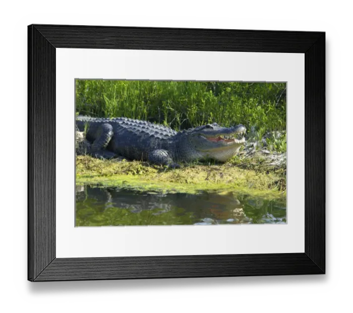 Framed Print : USA, Florida, Brevard, Merritt Island National Wildlife Refuge, Black Point Wildlife drive