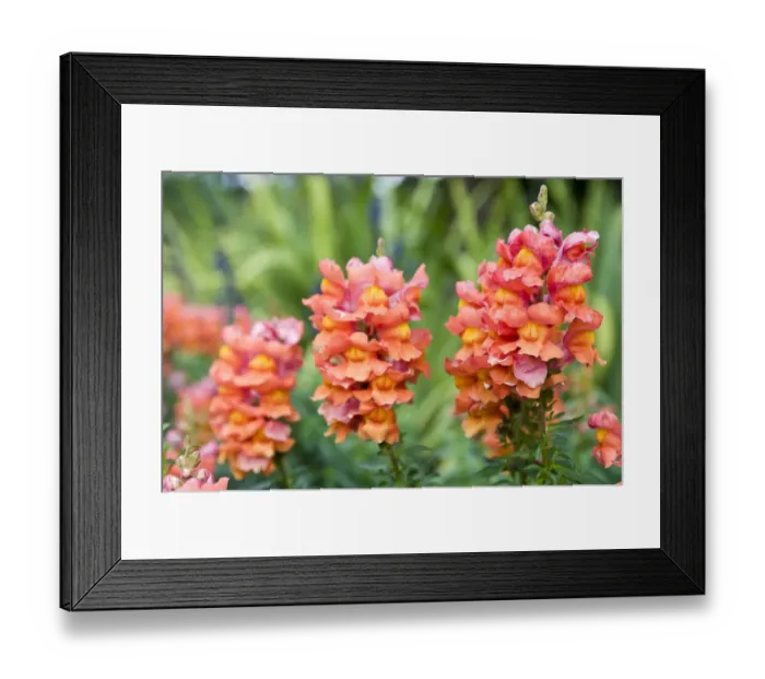Framed Print : North America, Florida, Lake Wales, Bok Sanctuary