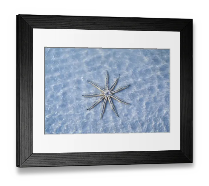 Framed Print : North America, Florida, Sanibel Island. Sanibel Island is world renowned for its Framed Print : North America, Florida, Sanibel Island. Sanibel Island is world renowned for its