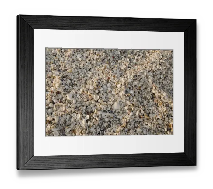 Framed Print : North America, Florida, Sanibel Island. Sanibel Island is world renowned for its Framed Print : North America, Florida, Sanibel Island. Sanibel Island is world renowned for its