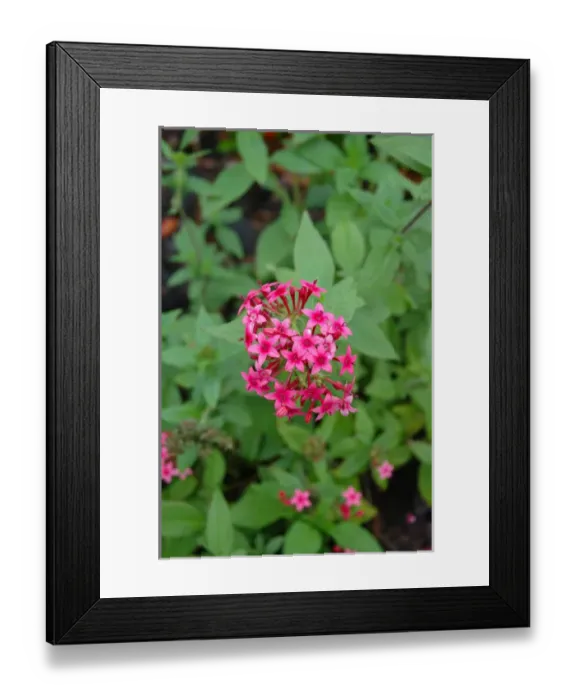 Framed Print : Florida, Pink Dyanthus flower Framed Print : Florida, Pink Dyanthus flower