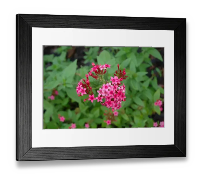 Framed Print : Florida, Pink Dyanthus flower Framed Print : Florida, Pink Dyanthus flower