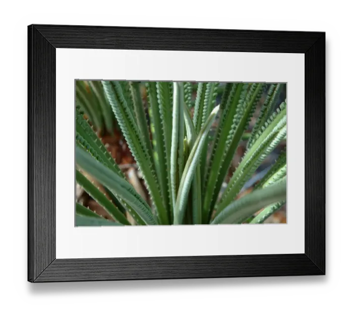 Framed Print : Florida, new fern growth Framed Print : Florida, new fern growth