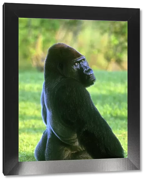 Lowland Gorilla, Silverback, (Gorilla gorilla), Miami Zoo, Florida, USA