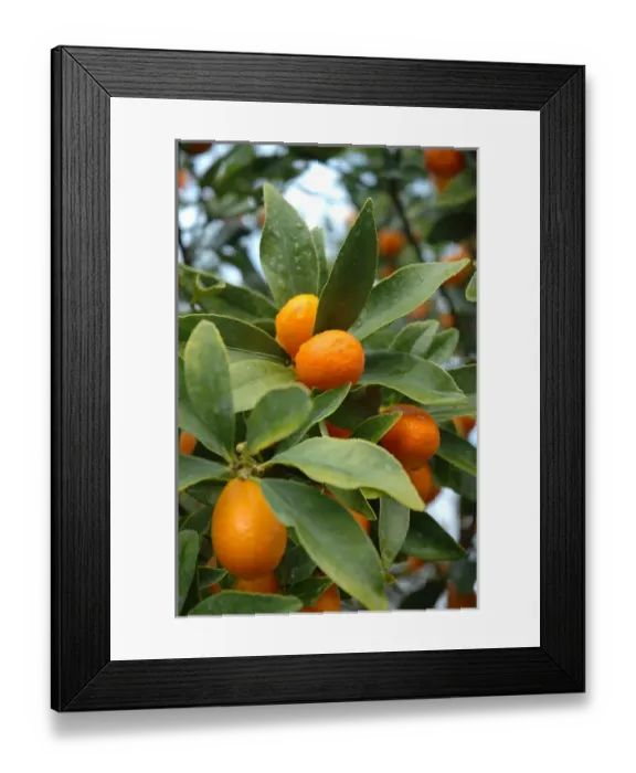 Framed Print : Florida, Kumquat tree closeup Framed Print : Florida, Kumquat tree closeup