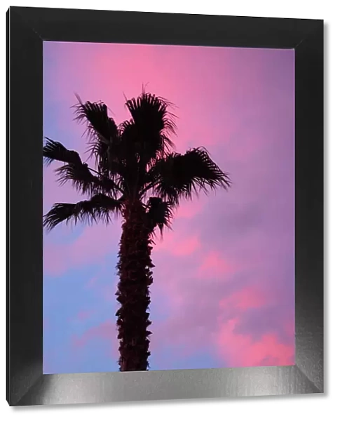 Florida, palm tree against sunset sky