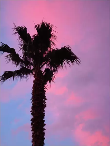 Florida, palm tree against sunset sky