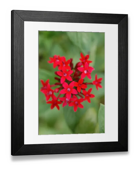 Framed Print : North America, USA, Florida, Edgewater, red Pentas flower
