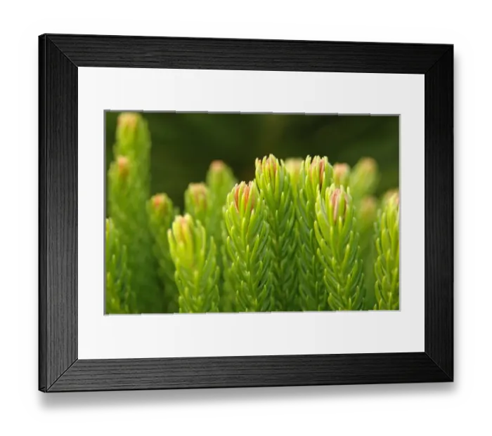 Framed Print : North America, USA, Florida, Edgewater, Evergreen detail Framed Print : North America, USA, Florida, Edgewater, Evergreen detail