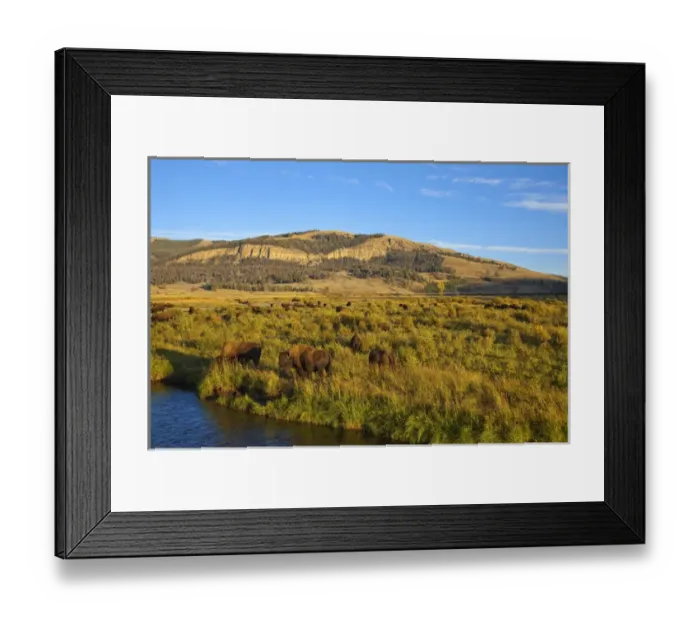 Framed Print : Bison herd in the Lamar Valley of Yellowstone National Park in Wyoming Framed Print : Bison herd in the Lamar Valley of Yellowstone National Park in Wyoming