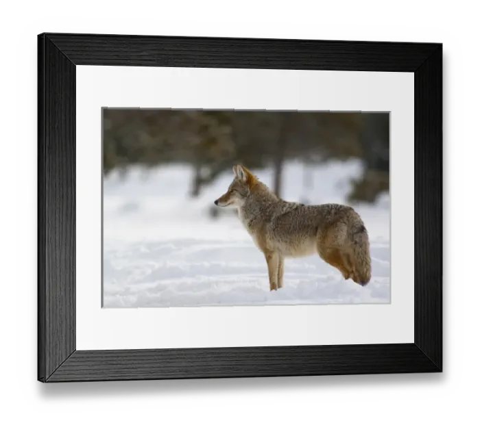 Framed Print : Coyote in winter in Yellowstone National Park Framed Print : Coyote in winter in Yellowstone National Park