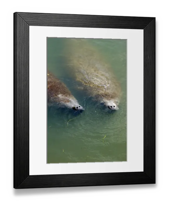 Framed Print : Florida, 2 manatees in Intercoastal Waterway at Merritt Island National Wildlife Refuge