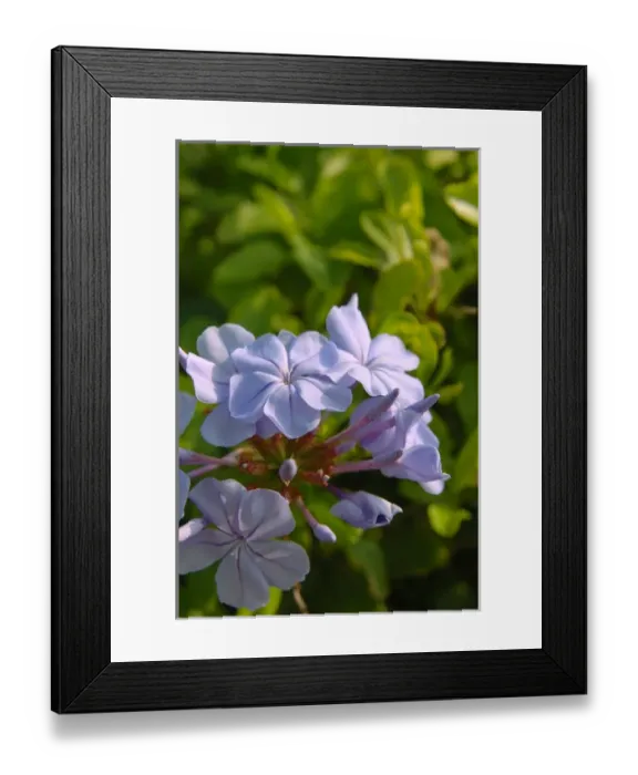 Framed Print : North America, USA, Florida, Edgewater, blue Plumbago Framed Print : North America, USA, Florida, Edgewater, blue Plumbago