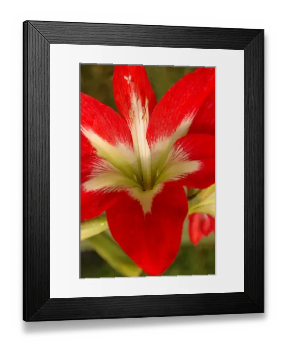 Framed Print : North America, USA, Florida, Edgewater, red Amaryllis Framed Print : North America, USA, Florida, Edgewater, red Amaryllis