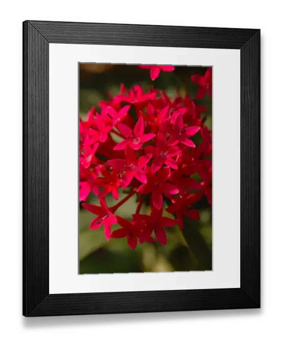 Framed Print : North America, USA, Florida, Edgewater, red Pentas flower Framed Print : North America, USA, Florida, Edgewater, red Pentas flower