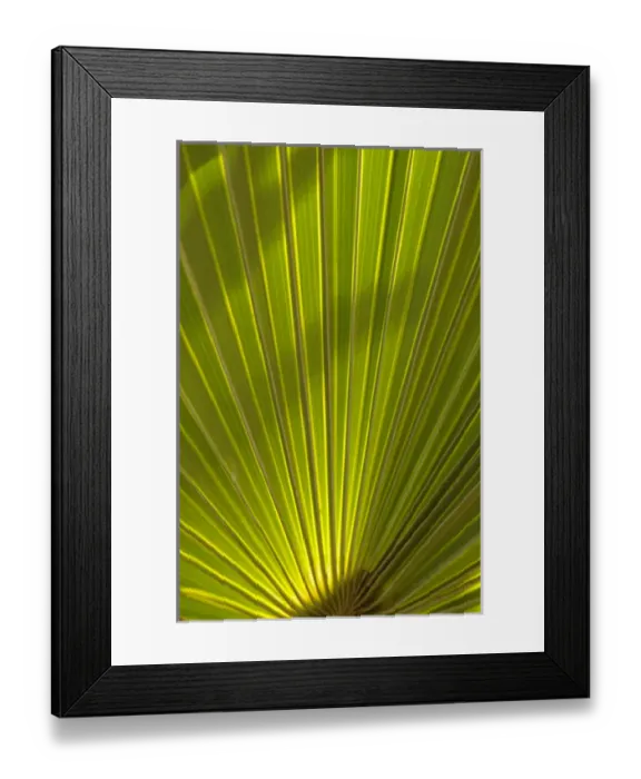 Framed Print : North America, USA, Florida, Edgewater, Travelers palm leaf detail Framed Print : North America, USA, Florida, Edgewater, Travelers palm leaf detail