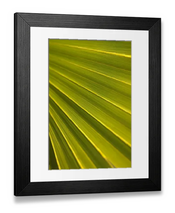 Framed Print : North America, USA, Florida, Edgewater, Travelers palm leaf detail Framed Print : North America, USA, Florida, Edgewater, Travelers palm leaf detail