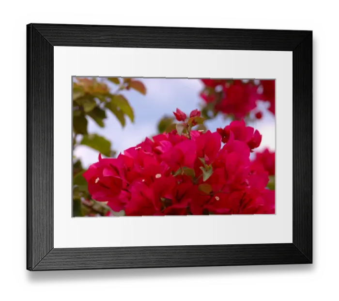 Framed Print : North America, USA, Florida, New Smyrna Beach, magenta Bougainvillea