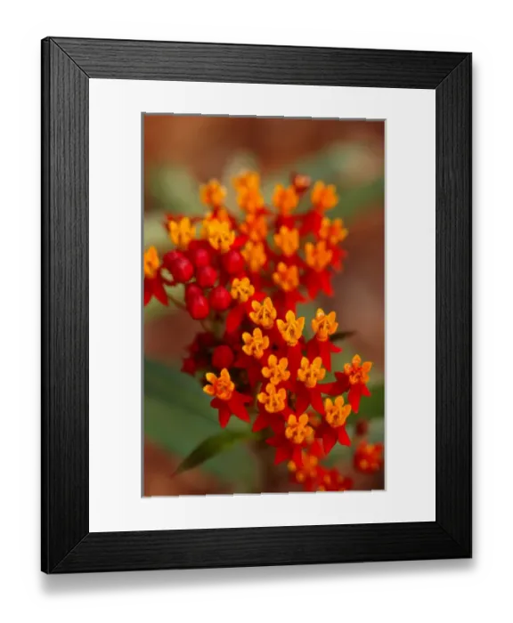 Framed Print : North America, USA, Florida, Edgewater, red and orange flowers Framed Print : North America, USA, Florida, Edgewater, red and orange flowers