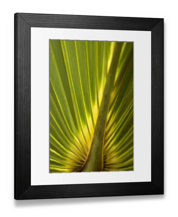 Framed Print : North America, USA, Florida, New Smyrna Beach, palm leaf detail Framed Print : North America, USA, Florida, New Smyrna Beach, palm leaf detail