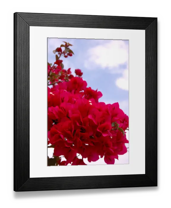 Framed Print : North America, USA, Florida, New Smyrna Beach, magenta Bougainvillea Framed Print : North America, USA, Florida, New Smyrna Beach, magenta Bougainvillea