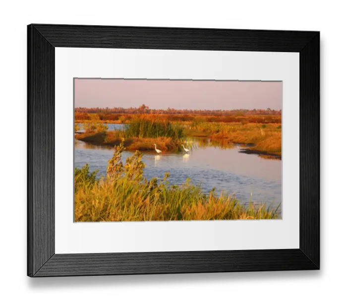 Framed Print : North America, USA, Florida, Merritt Island National Wildlife Refuge, Great Egrets Framed Print : North America, USA, Florida, Merritt Island National Wildlife Refuge, Great Egrets