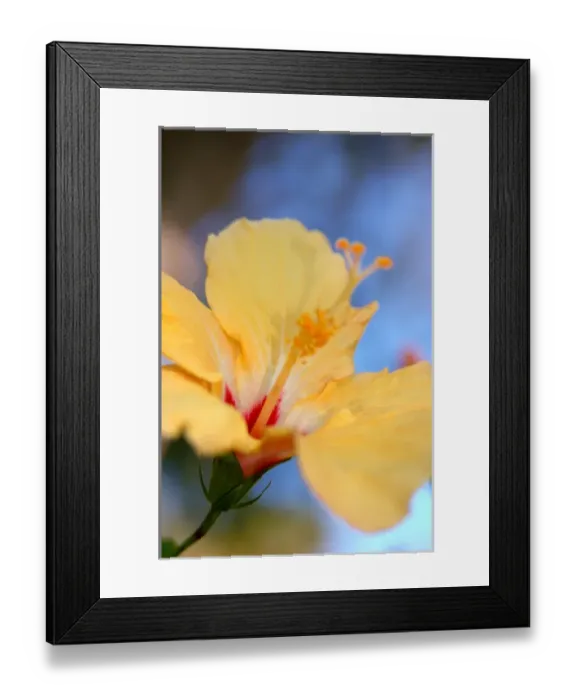 Framed Print : North America, USA, Florida, Edgewater, yellow Hibiscus Framed Print : North America, USA, Florida, Edgewater, yellow Hibiscus