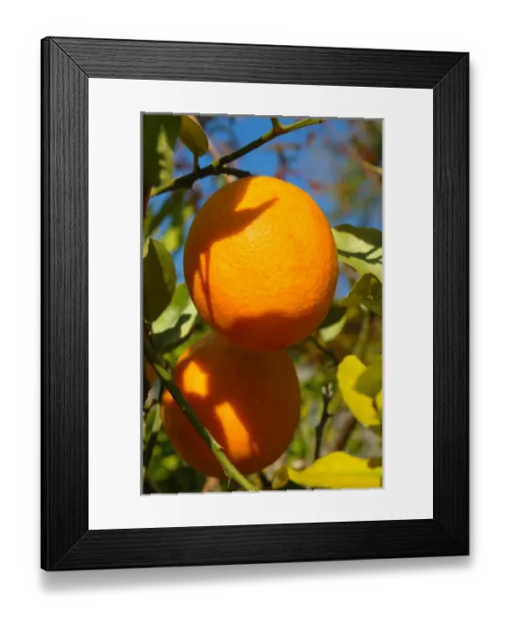 Framed Print : North America, USA, Florida, Edgewater, orange tree Framed Print : North America, USA, Florida, Edgewater, orange tree