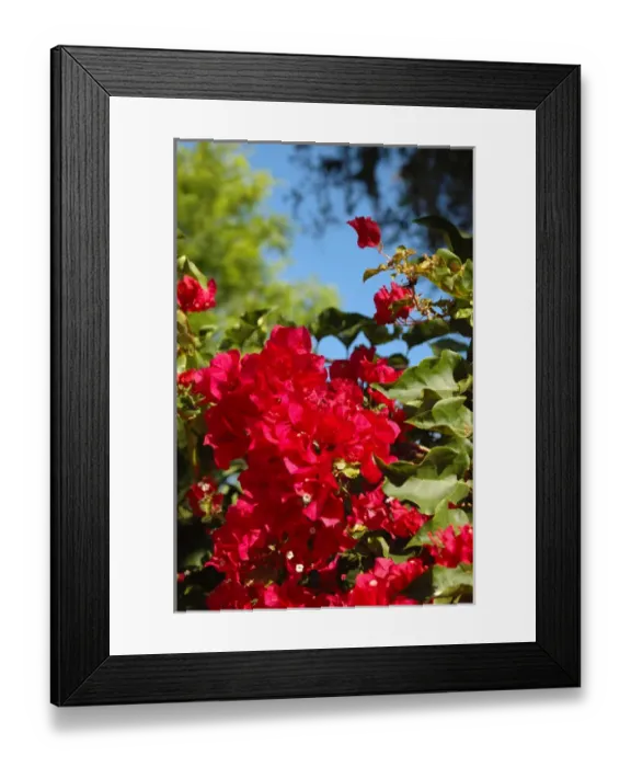 Framed Print : North America, USA, Florida, Edgewater, pink Hibiscus Framed Print : North America, USA, Florida, Edgewater, pink Hibiscus