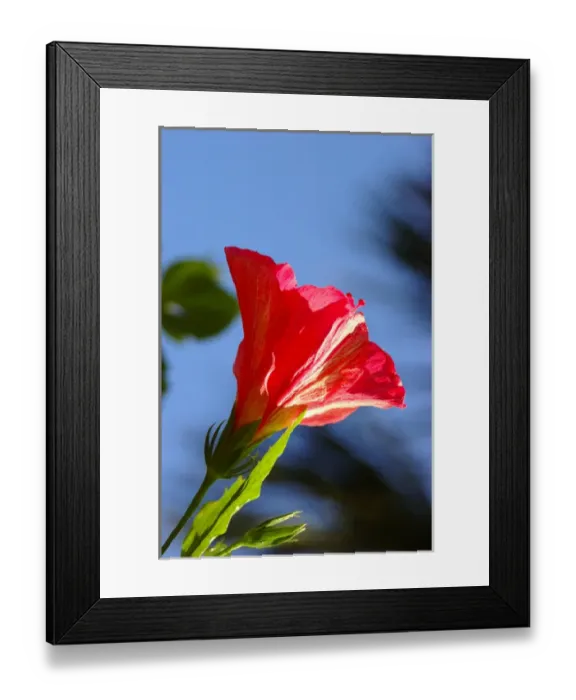 Framed Print : North America, USA, Florida, Edgewater, pink Hibiscus Framed Print : North America, USA, Florida, Edgewater, pink Hibiscus