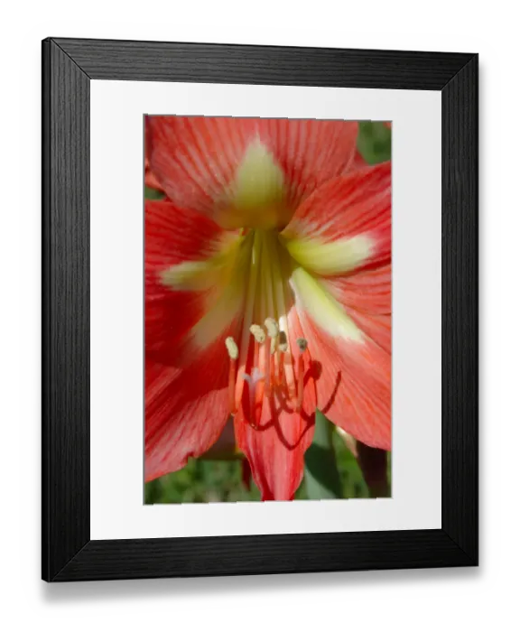 Framed Print : North America, USA, Florida, Edgewater, peach Amaryllis Framed Print : North America, USA, Florida, Edgewater, peach Amaryllis