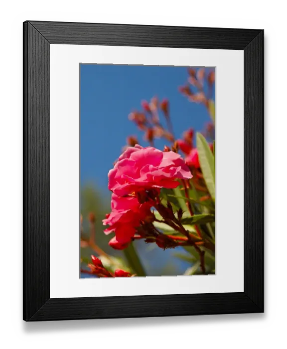 Framed Print : North America, USA, Florida, Edgewater, pink Camellia Framed Print : North America, USA, Florida, Edgewater, pink Camellia