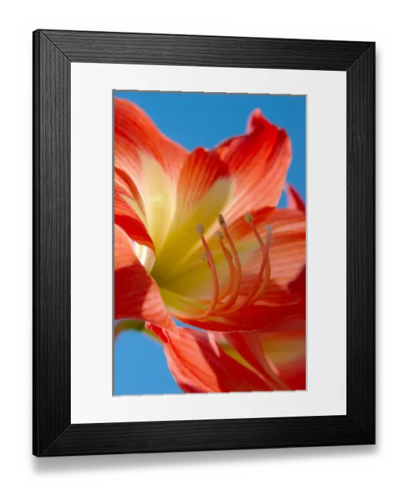 Framed Print : North America, USA, Florida, Edgewater, peach Amaryllis Framed Print : North America, USA, Florida, Edgewater, peach Amaryllis