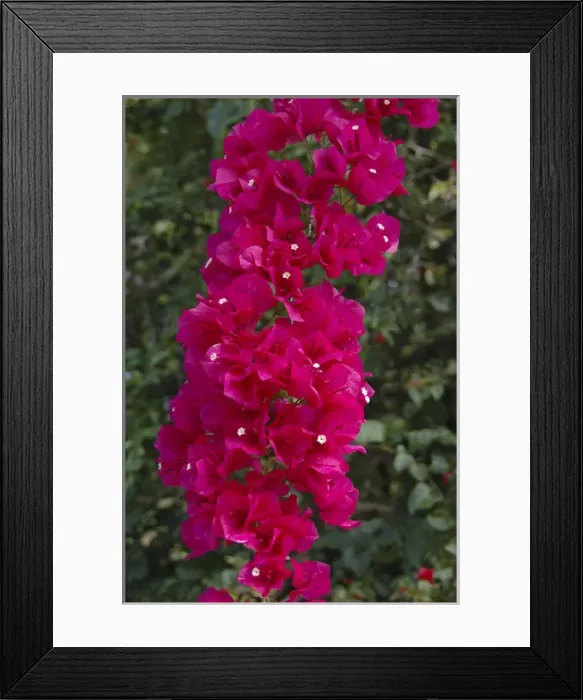 Framed Print : USA; Florida; Edgewater; Edgewater Landing; branch of bougainvillea Framed Print : USA; Florida; Edgewater; Edgewater Landing; branch of bougainvillea