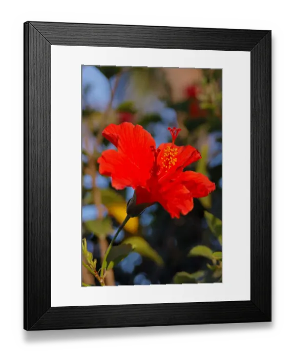 Framed Print : North America, USA, Florida, Ponce Inlet, red Hibiscus Framed Print : North America, USA, Florida, Ponce Inlet, red Hibiscus