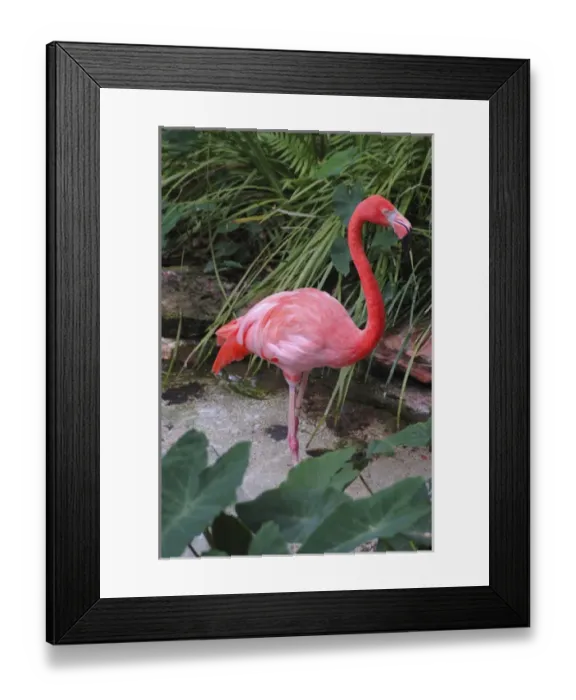 Framed Print : USA; Florida; Silver Springs Nature Theme Park; pink lamingo Framed Print : USA; Florida; Silver Springs Nature Theme Park; pink lamingo