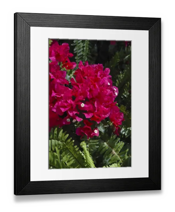 Framed Print : USA; Florida; Edgewater; Edgewater Landing; close-up of bougainvillea