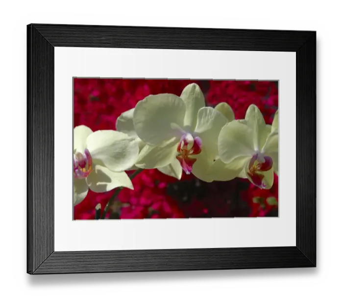 Framed Print : USA; Florida; Edgewater; Edgewater Landing; close-up of white orchid, Thalaenopsis