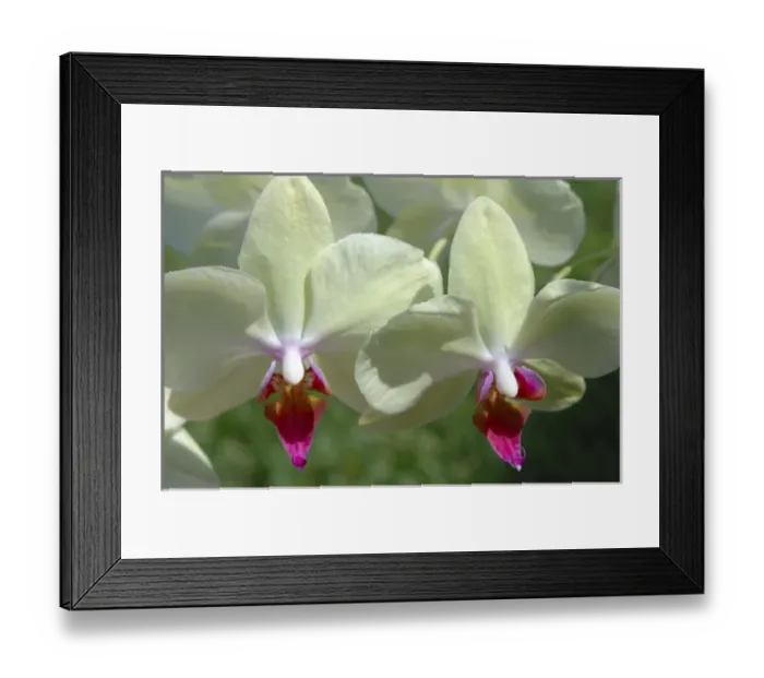 Framed Print : USA; Florida; Edgewater; Edgewater Landing; close-up of white orchid, Thalaenopsis Framed Print : USA; Florida; Edgewater; Edgewater Landing; close-up of white orchid, Thalaenopsis