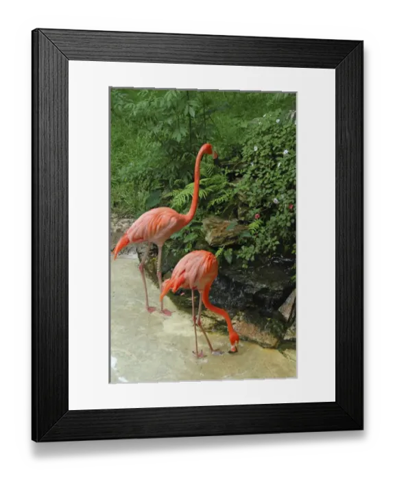 Framed Print : USA, Florida, Silver Springs Nature Theme Park, pink flamingoes Framed Print : USA, Florida, Silver Springs Nature Theme Park, pink flamingoes