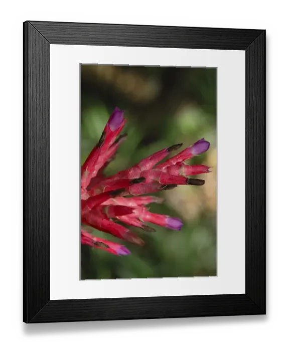 Framed Print : USA; Florida; New Smyrna Beach; close-up of tropical flower