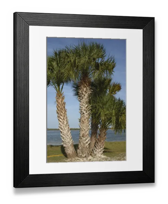 Framed Print : USA; Florida; Edgewater; Menard Park; along Indian River, Intercoastal Framed Print : USA; Florida; Edgewater; Menard Park; along Indian River, Intercoastal