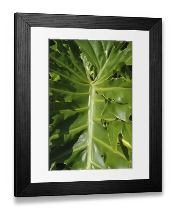 Framed Print : USA; Florida; Edgewater; Edgewater Landing; close-up of Philodendron Selloum leaf Framed Print : USA; Florida; Edgewater; Edgewater Landing; close-up of Philodendron Selloum leaf